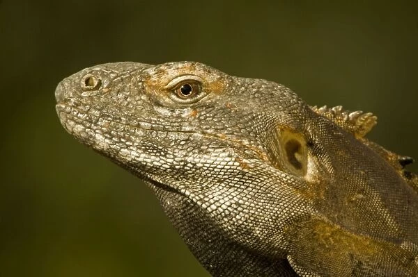 Spiny-Tailed Iguana - Native to Mexico - Found on rocks, in trees, cardon cacti, and other plants providing well elevated perches - Feeds chiefly on plants but occasionally eats reptiles and invertebrates. (Note ear) Arizona, USA