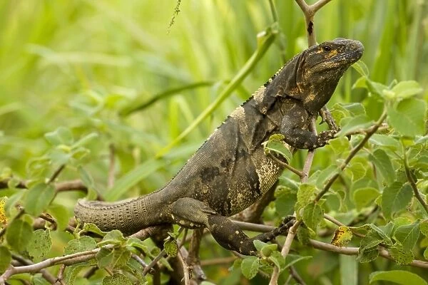 Spiny-tailed Iguana - Santa Rosa National Park - Costa Rica