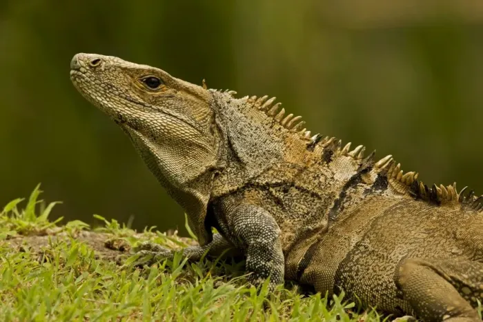 Framed Print : Spiny-tailed Iguana - Santa Rosa National Park - Costa Rica Framed Print : Spiny-tailed Iguana - Santa Rosa National Park - Costa Rica