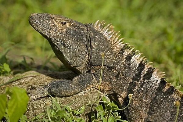 Spiny-tailed Iguana - Tropical dry forest - Santa Rosa National Park - Costa Rica