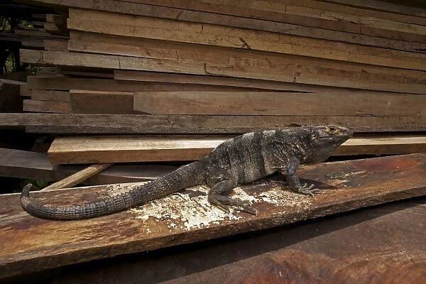 Spiny-tailed Iguana - Tropical dry forest - Santa Rosa National Park - in wood pile - Costa Rica