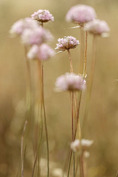 Spiny Thrift ~ flowers in field ~ Donana National Park, Spain