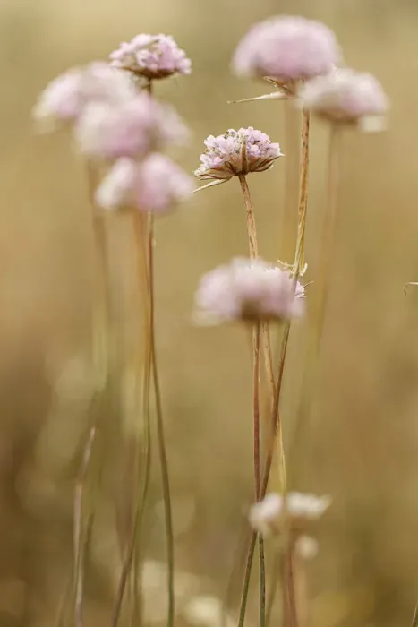Framed Print : Spiny Thrift ~ flowers in field ~ Donana National Park, Spain