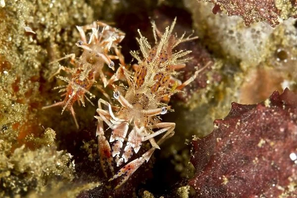 Two Spiny Tiger Shrimps - Indonesia