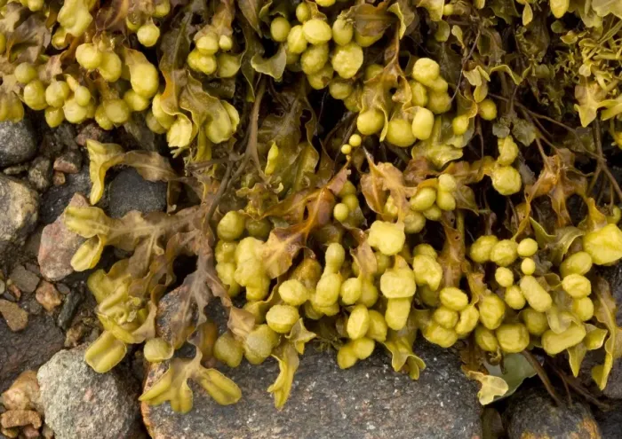 Framed Print : Spiral Wrack Seaweed Framed Print : Spiral Wrack Seaweed