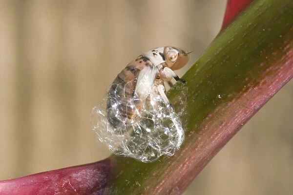 Spit Bug  /  Froghopper nymph - making bubble enclosure on rose stem - UK