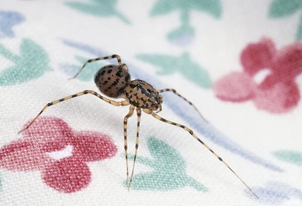 Spitting Spider SPH 901 Hunting for prey, UK. Scytodes thoracica © Steve Hopkin  /  ardea. com