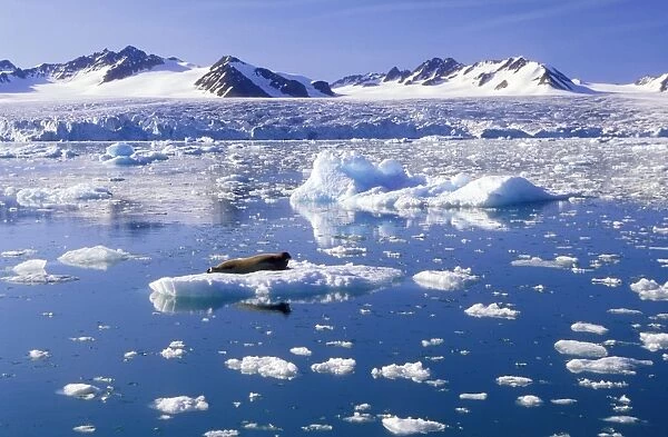 Spitzbergen Glacier Svalbard west. Lilliehookbrynen & Bearded Seal