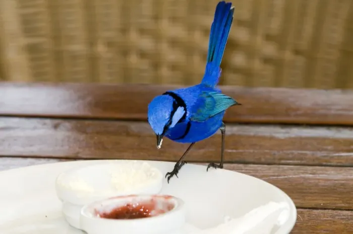 Framed Print : Splendid Fairy-wren - male feeding on jam at restaurant table. Widespread. Margaret River, Western Australia Framed Print : Splendid Fairy-wren - male feeding on jam at restaurant table. Widespread. Margaret River, Western Australia