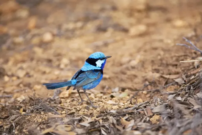 Framed Print : Splendid Fairywren / Banded / Black-backed Wren - In mulga scrub just north of Alice Springs, Northern Territory, Australia Framed Print : Splendid Fairywren / Banded / Black-backed Wren - In mulga scrub just north of Alice Springs, Northern Territory, Australia