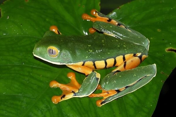 Splendid Leaf Frog Siquirres, Costa Rica