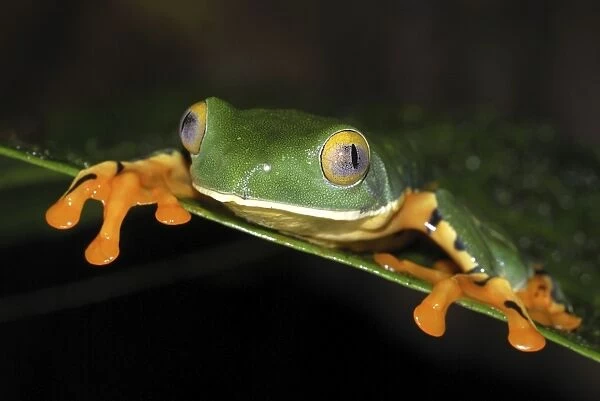 Splendid Leaf Frog Siquirres, Costa Rica