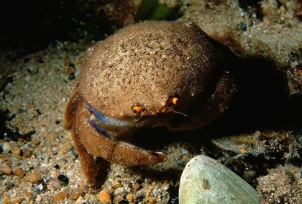 Sponge Crab, Cryptodromia octodenta, a sponge crab without its usual sponge covering, Edithburgh, South Australia, Australia, Southern Ocean