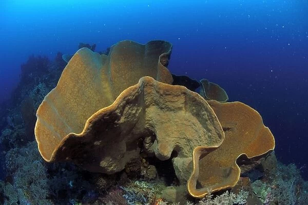 Sponge Sulawesi, Indonesia