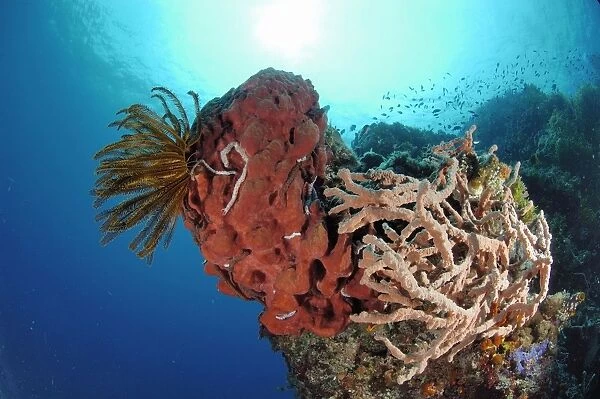 Sponge Sulawesi, Indonesia