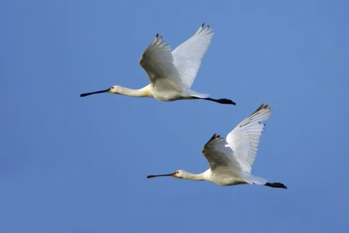 Framed Print : Spoonbill - 2 birds in flght, Alentejo, Portugal Framed Print : Spoonbill - 2 birds in flght, Alentejo, Portugal