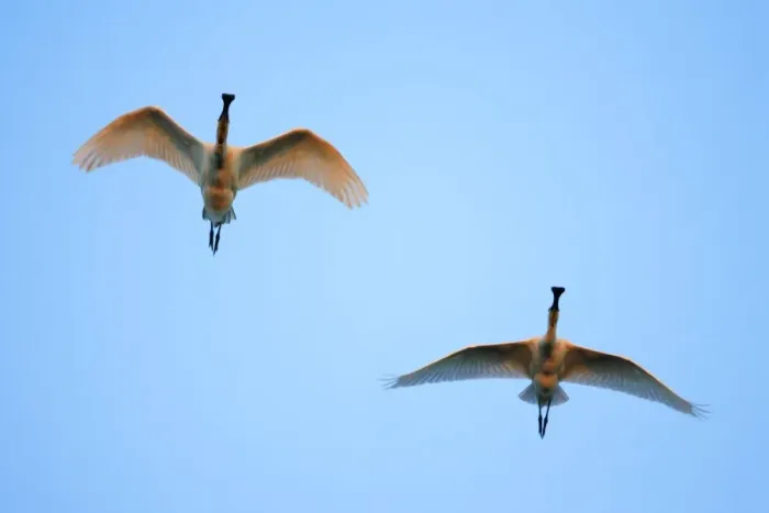 Framed Print : Spoonbill - 2 birds in flight, at sunset, Texel, Holland Framed Print : Spoonbill - 2 birds in flight, at sunset, Texel, Holland