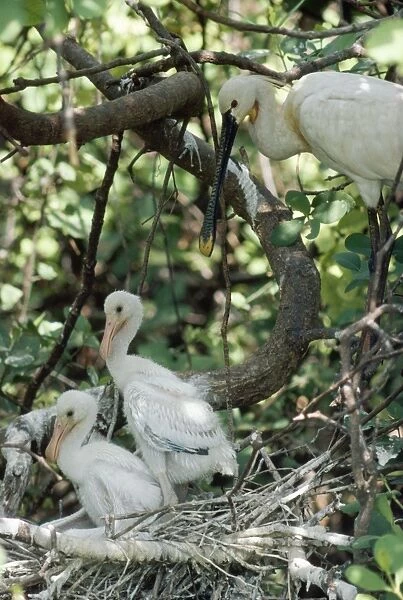 Spoonbill - adult & chicks - Sri Lanka