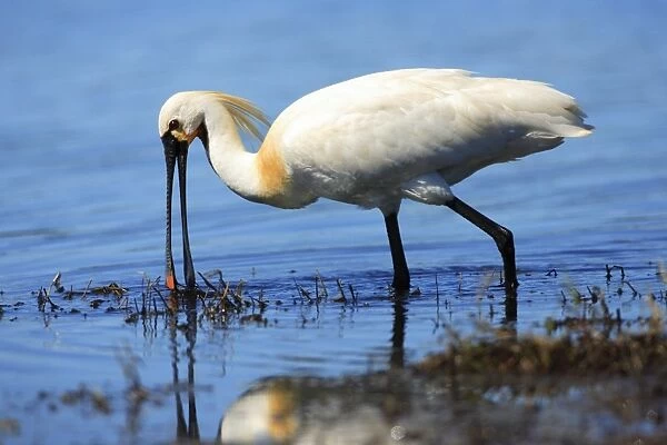 Spoonbill - feeding in lagoon, Texel, Holland