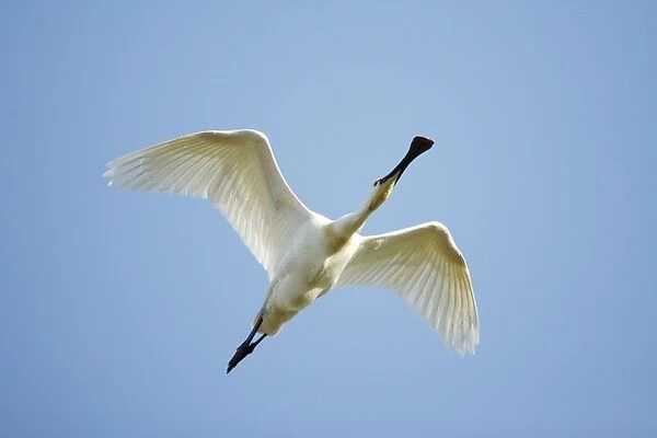 Spoonbill - in flight, Island of Texel, Holland