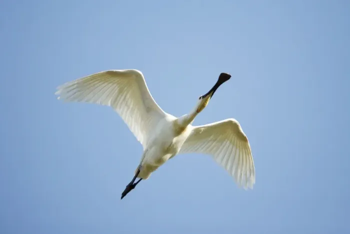 Framed Print : Spoonbill - in flight, Island of Texel, Holland Framed Print : Spoonbill - in flight, Island of Texel, Holland