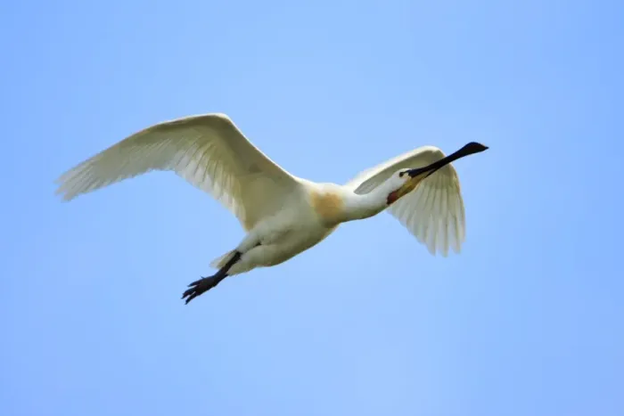 Framed Print : Spoonbill - in flight, Texel, Holland Framed Print : Spoonbill - in flight, Texel, Holland