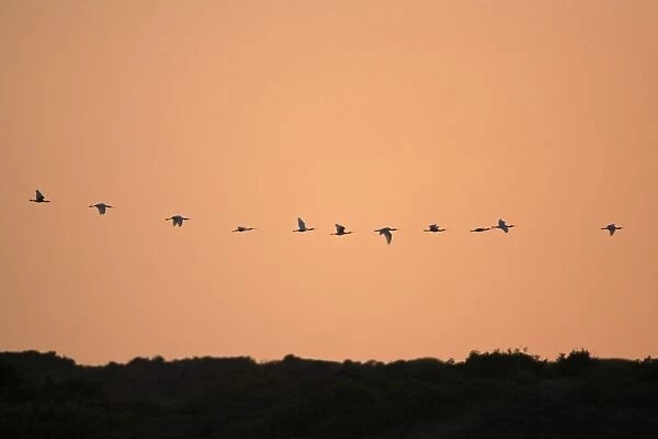 Spoonbill - flock in flight formation over sand dunes, at dusk, Texel, Holland