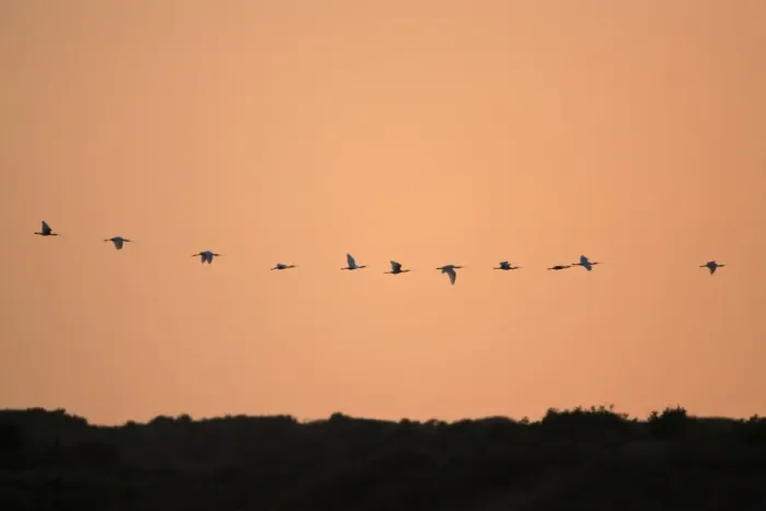 Framed Print : Spoonbill - flock in flight formation over sand dunes, at dusk, Texel, Holland Framed Print : Spoonbill - flock in flight formation over sand dunes, at dusk, Texel, Holland