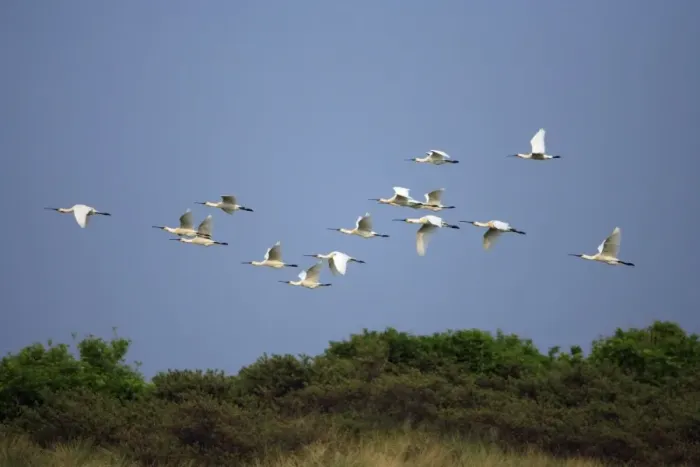 Framed Print : Spoonbill - flock in flight over sand dunes, Texel, Holland Framed Print : Spoonbill - flock in flight over sand dunes, Texel, Holland