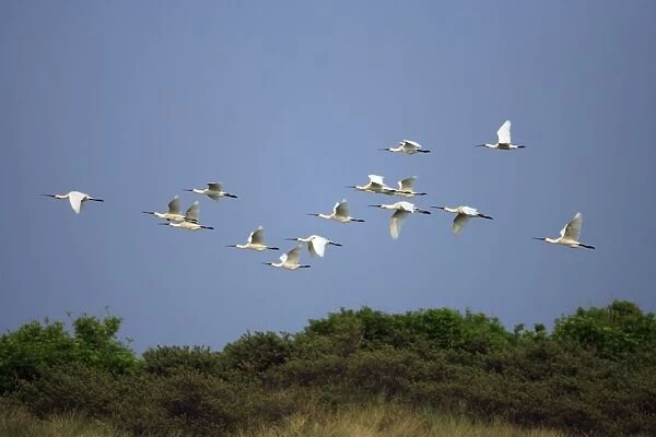 Spoonbill - flock in flight over sand dunes, Texel, Holland