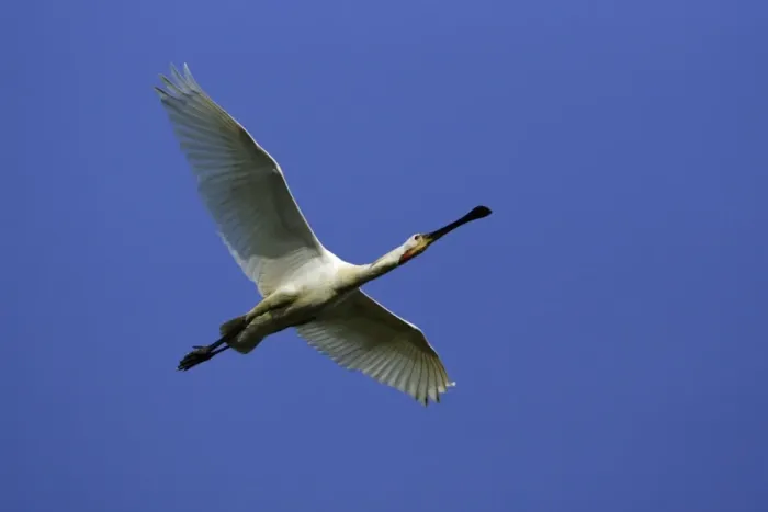 Framed Print : Spoonbill - Mature bird In flight Isle of Texel, Holland Framed Print : Spoonbill - Mature bird In flight Isle of Texel, Holland