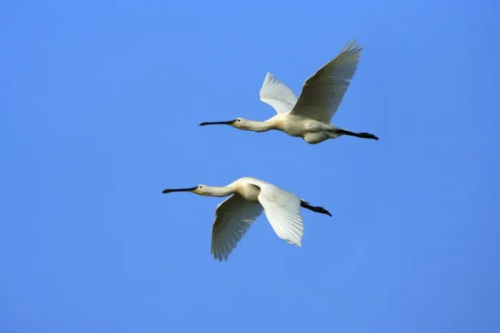 Framed Print : Spoonbill - pair in flight, Texel, Holland (Manipulated Image - Bird on top added to image) Framed Print : Spoonbill - pair in flight, Texel, Holland (Manipulated Image - Bird on top added to image)