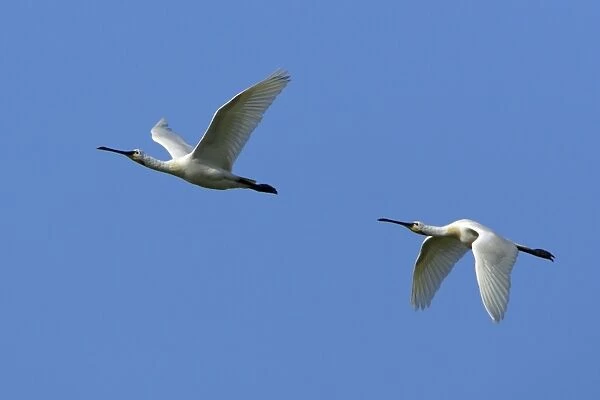 Spoonbill-two birds in flight, Isle of Texel, Holland