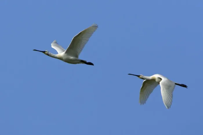 Framed Print : Spoonbill-two birds in flight, Isle of Texel, Holland Framed Print : Spoonbill-two birds in flight, Isle of Texel, Holland