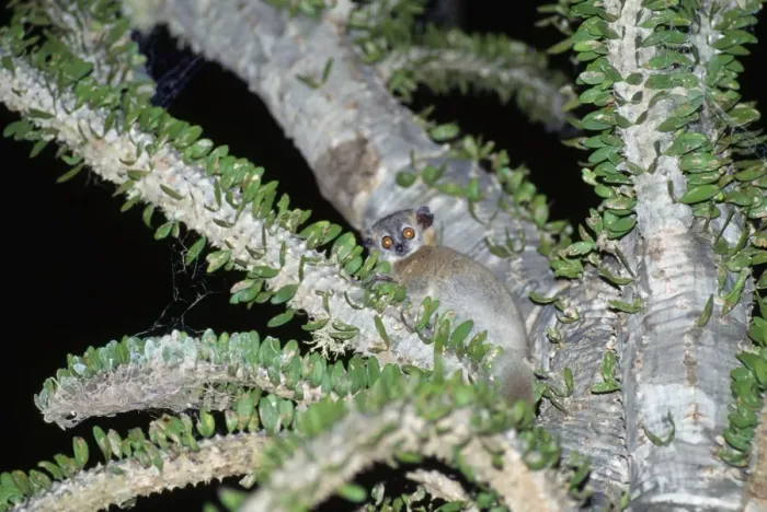 Framed Print : Sportive Lemur - in Didierea Tree - at night Framed Print : Sportive Lemur - in Didierea Tree - at night