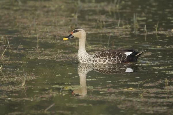 Spot-Billed Duck - Keoladeo Ghana National Park - Bharatpur - Rajasthan - India. BI017796