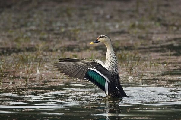 Spot-Billed Duck - flapping wings after washing - Keoladeo Ghana National Park - Bharatpur - Rajasthan - India BI017781