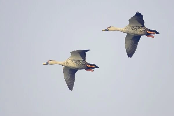 Spot-Billed Duck - in flight - Keoladeo Ghana National Park - Bharatpur - Rajasthan - India BI017749