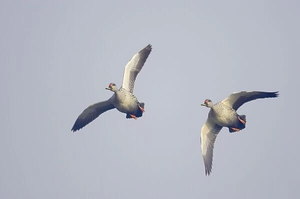 Spot-Billed Duck - in flight - Keoladeo Ghana National Park - Bharatpur - Rajasthan - India BI017751