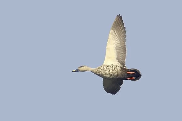 Spot-Billed Duck - in flight - Keoladeo Ghana National Park - Bharatpur - Rajasthan - India BI017762
