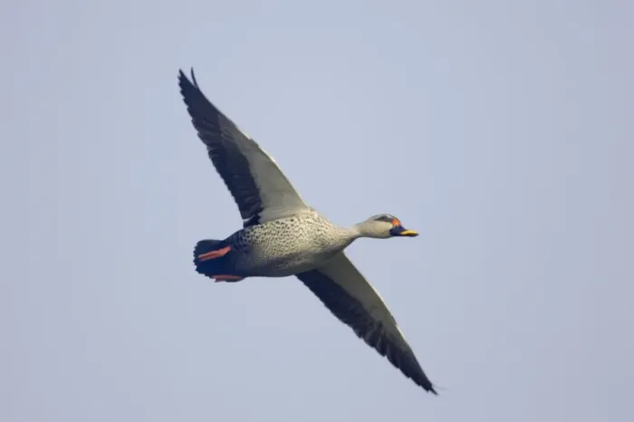 Framed Print : Spot-Billed Duck - in flight - Keoladeo Ghana National Park - Bharatpur Rajasthan - India BI017765 Framed Print : Spot-Billed Duck - in flight - Keoladeo Ghana National Park - Bharatpur Rajasthan - India BI017765