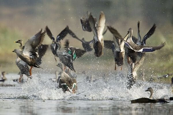 Spot-Billed Duck - flock taking off in panic - Keoladeo Ghana National Park - Bharatpur - Rajasthan - India BI017774