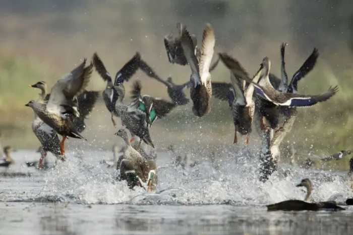 Framed Print : Spot-Billed Duck - flock taking off in panic - Keoladeo Ghana National Park - Bharatpur - Rajasthan - India BI017774