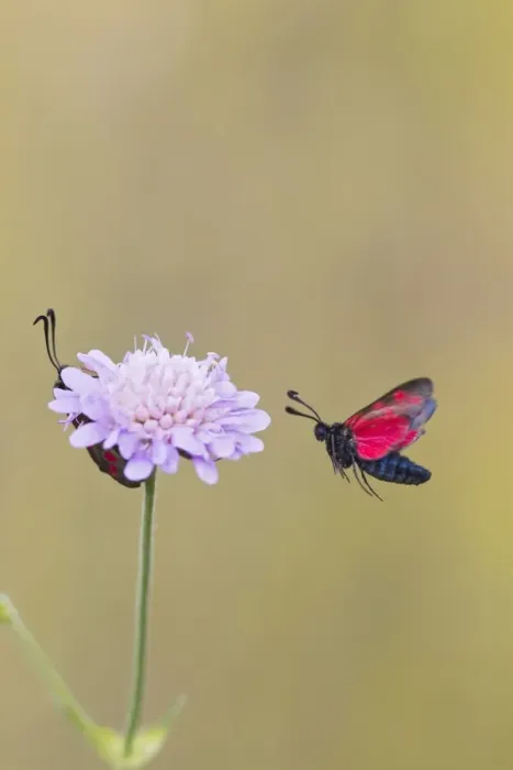 Framed Print : Six Spot Burnet - in flight - Bedfordshire UK 12176 Framed Print : Six Spot Burnet - in flight - Bedfordshire UK 12176