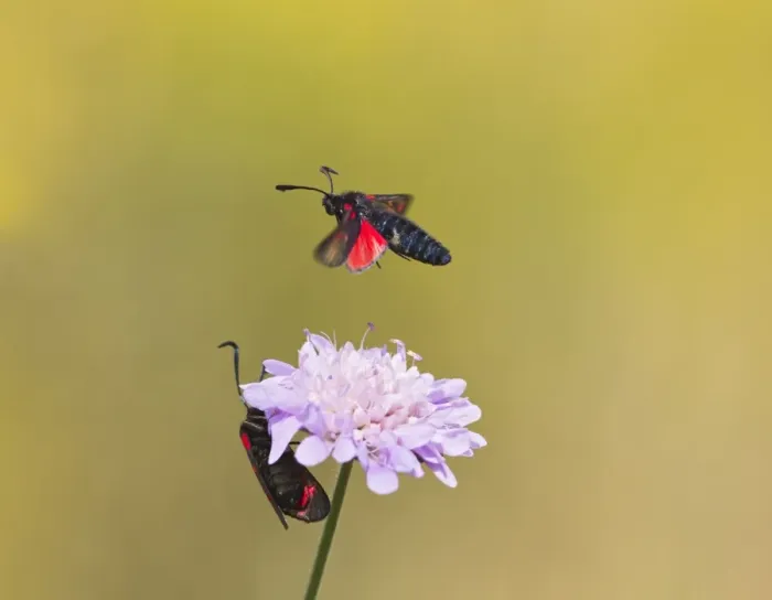 Framed Print : Six Spot Burnet - in flight over flower - Bedfordshire UK 12177 Framed Print : Six Spot Burnet - in flight over flower - Bedfordshire UK 12177