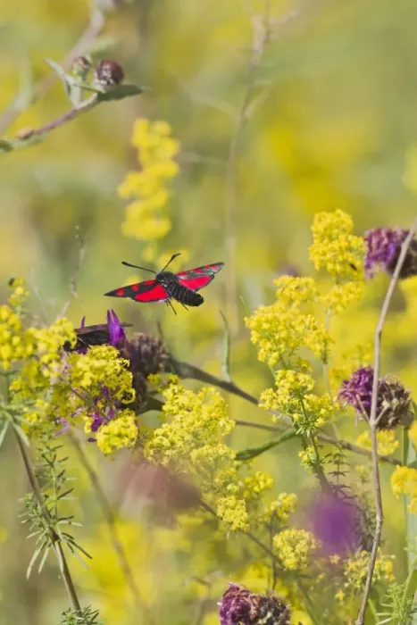 Framed Print : Six Spot Burnet - in flight over meadow - Bedfordshire UK 12176 Framed Print : Six Spot Burnet - in flight over meadow - Bedfordshire UK 12176