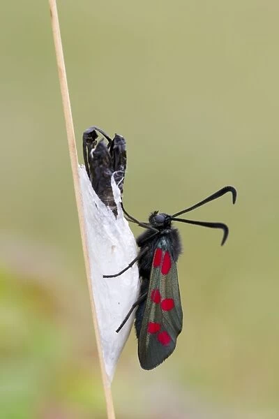 Six Spot Burnet Moth - Chrysalis - UK