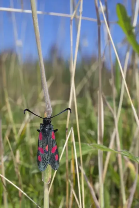 Framed Print : Five Spot Burnet Moth - Cornwall - UK Framed Print : Five Spot Burnet Moth - Cornwall - UK
