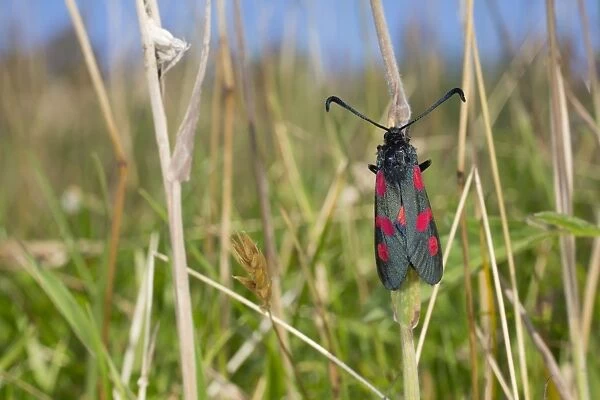 Five Spot Burnet Moth - Cornwall - UK