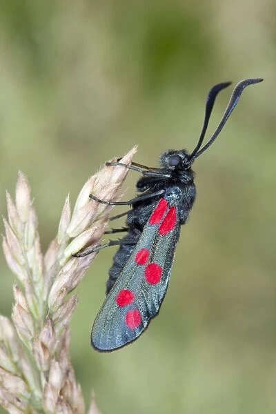 Six Spot Burnet Moth - on Yorkshire Fog grass - UK